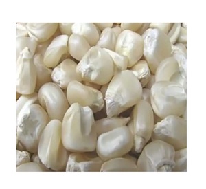 ข้าวโพดขาวและเหลืองคุณภาพดีที่สุดสำหรับขาย ข้าวโพดสดธรรมชาติ ปลอดจีเอ็มโอ สำหรับอาหารและอาหารสัตว์ - Product Image 5