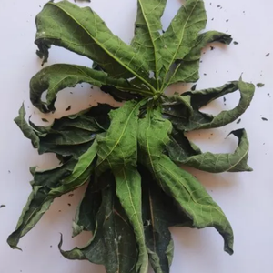 Feuilles de papaye pour stimuler l'immunité - Product Image 6