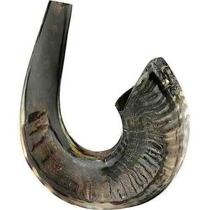 Shofar de cuerno de carnero natural pulido Kosher Shofar hecho a mano para fines religiosos y de soplado a un precio asequible - Product Image 3