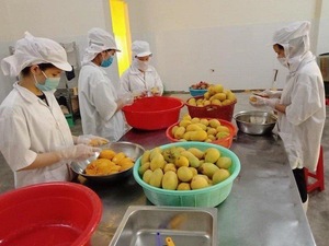 Aperitivo masticable suave de rodaja amarilla seca de mango de fruta de VIETNAM hecho por proceso de secado publicitario diseñado para fines de exportación por 99 Gold Data - Product Image 3