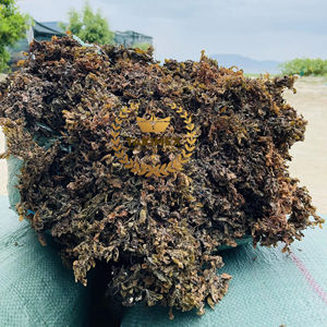 สาหร่ายทะเล Sargassum แห้งสาหร่ายทะเลทะเลแห้ง - Product Image 1