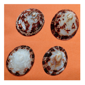 Coquilles de patelle durables d'animaux marins authentiques à collectionner pour la décoration de bijoux artisanaux Prêt à l'achat maintenant! - Product Image 3