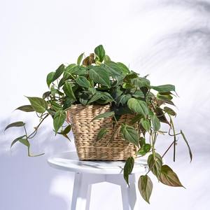 Natural Water Hyacinth <b>Plant</b> Flower <b>Pots</b> Handwoven Straw Garden <b>Pot</b> and Planter Basket Backyard Decoration - Product Image 6