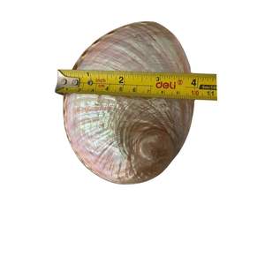 Concha de Abulón Cristal ABALONE, Pulida, Natural, para Hacer Láminas de Concha de Abulón, Color Verde y Blanco, Concha de Paua - Product Image 6