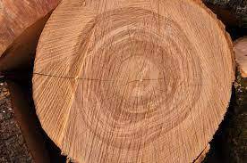 Elm <b>Logs</b> for Shipbuilding Elm <b>Logs</b> for Construction Beams Elm <b>Logs</b> - Product Image 2