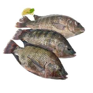Tilapia surgelée fraîche en gros à bas prix, fruits de <span class=keywords><strong>mer</strong></span> nutritifs - Product Image 2