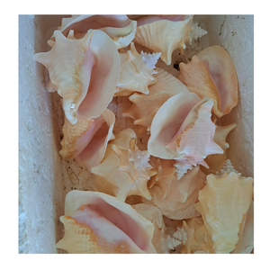 Ensemble de coquillages décoratifs créatifs pour la conception d'intérieurs de maison élégants, de décorations de mariage de plage et d'art fait main - Product Image 4