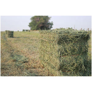 Heno de alfalfa a granel para granjas lecheras, ganado vacuno, caballos, cabras y aves de corral, con contenido nutricional garantizado y larga duración. - Product Image 5
