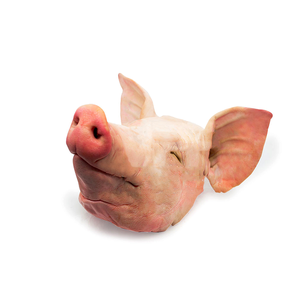 Fournisseur en gros à prix avantageux d'Allemagne, têtes de porc entières congelées (avec oreilles et langue) au prix de gros, livraison rapide - Product Image 4