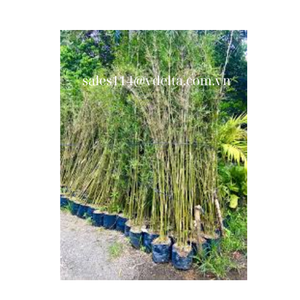 สินค้าคุณภาพสูงในราคาสมเหตุสมผลมาจากซัพพลายเออร์เสาไม้ไผ่ของเวียดนามที่มีความทนทานดี - Product Image 3