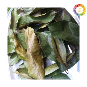 Feuilles de corossol cultivées et séchées au Vietnam-Graviola naturel sans additifs ni conservateurs - Product Image 1