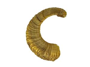 Corne de bélier portable Shofar-Qualité d'exportation artisanale naturelle, klaxon d'événement facile à transporter avec options d'emballage personnalisées - Product Image 6