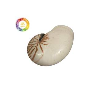 Carcasa Nautilus de cámara Premium para hacer joyas o proyectos de decoración Conchas de calidad natural de un proveedor de confianza - Product Image 6