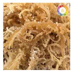 สาหร่าย Eucheuma cottonii สาหร่ายจากเวียดนามสาหร่ายทะเลสะอาดและแห้งสำหรับการส่งออกจำนวนมากและการใช้ผลิตภัณฑ์เพื่อสุขภาพ - Product Image 3