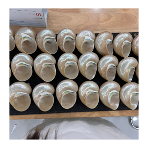 Coquille de conque décorative naturelle fournie par le Vietnam par 99 Gold Data pour l'artisanat de cadeaux et les applications murales - Product Image 2