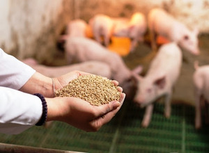 Alimento para Animales Viet Delta Holiday-Agro Waste Feed 1, Bioprocreso a partir de Bioproducciones Agrícolas - Product Image 6