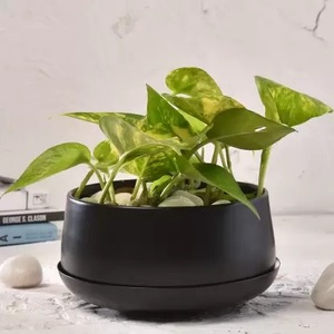 Handcrafted Metal Table Top Dish Planter <b>Pot</b> <b>for</b> Indoor <b>Plants</b> & Flowers Powder Coated Finish with <b>Drain</b> Plate Tray - Product Image 4