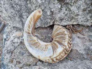 Par de cuernos largos decorativos de alta calidad hechos a mano con patrón único para estilo de cabaña y cabaña a precio mayorista - Product Image 4