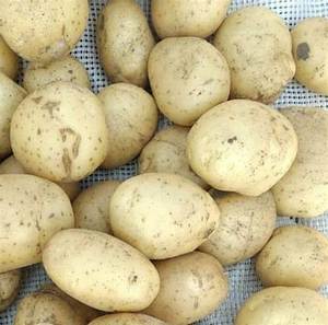 Vente en gros de 100% pommes de terre fraîches biologiques de qualité supérieure directement d'Europe - Product Image 4