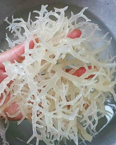 สาหร่ายฝ้ายที่เก็บเกี่ยวสดใหม่-จัดหาอย่างยั่งยืนและผลิตอย่างเชี่ยวชาญในประเทศเวียดนามเพื่อตอบสนองความต้องการของคุณ - Product Image 1