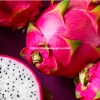 Fournisseur du meilleur fruit du dragon blanc frais doux petite peau origine naturelle quoi. app84972678053