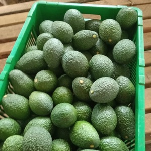 Avocats Hass de qualité supérieure en gros - Goût sucré, haute qualité, meilleur prix directement des producteurs - Product Image 4