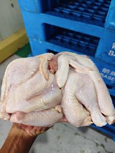 Pechuga de pollo congelada/PECHUGA DE POLLO CONGELADA SIN HUESO HALAL DE PRIMERA CALIDAD A PRECIOS ECONÓMICOS - Product Image 4