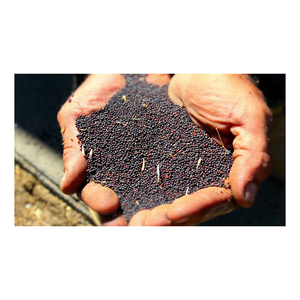 Venta al por mayor de semillas de canola a granel aptas para uso agrícola y alimentario - Product Image 5