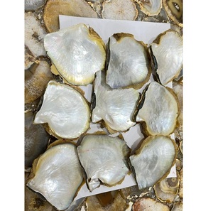 Pièces de nacre d'ormeau irisée pour l'artisanat artistique - Product Image 5