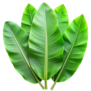 El mejor empaquetado a granel de hojas de plátano congeladas de alta calidad de Vietnam de Kim Minh International - Product Image 6