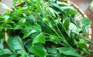 INGREDIENTE HERBAL LIMPIO DE HOJAS DE CLAUSENA INDICA SECAS NATURALES PARA EL TÉ SALUDABLE DEFENSA INMUNE Y BIENESTAR DIARIO - Product Image 6