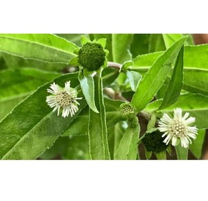Aceite de Bhringraj al por mayor 100% aceite esencial orgánico puro para productos de cuidado del cabello proveedor a granel al mejor precio por exportadores indios - Product Image 5