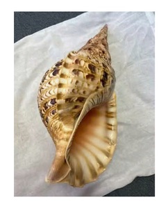 Concha marina para artesanía y recuerdo 100% conchas de trompeta de concha marina Natural concha de caracol para instrumentos musicales de Vietnam - Product Image 1