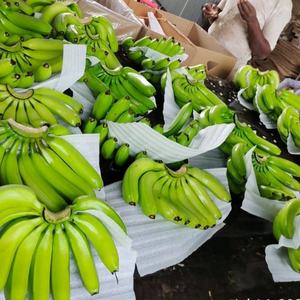 Wholesale Organic Green Cavendish <b>Banana</b> <b>Fresh</b> Fruit Grown with Care - Product Image 1