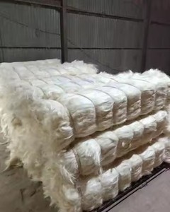 Alta calidad 100% Kenia Sisal fibra todos los grados 100-120cm Material de fibra para productos de Sisal y uso industrial patrón crudo al por mayor - Product Image 3