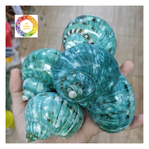 Vente en gros de matières premières d'artisanat marin de haute qualité fournisseur du Vietnam Turbo Shell poli - Product Image 5