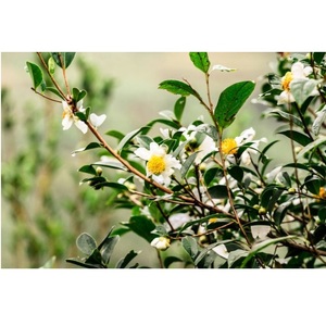 Aceite orgánico Premium de Camellia Oleifera de Vietnam 100 por ciento puro para el procesamiento de alimentos y el apoyo a la salud del corazón - Product Image 1