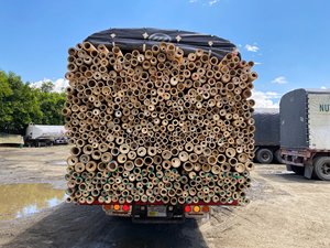 Poste de bambú sin procesar para jardín, postes de bambú de bajo precio, alta calidad, todos los tamaños, venta al por mayor, para construcción, exportación, impuesto bajo - Product Image 5