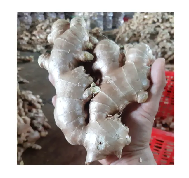 2024 99 Gold Data Fresh New Ginger and Air dried ginger for International Market