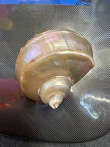 Conchas Marinas Grandes al por Mayor, Turbo Marmoratus, Concha Grande de Vietnam, Ideal para Decoración con Temática Oceánica, Exhibición de Turbo Marmoratus - Product Image 5