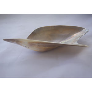 Coquille mabe pteria pinguin Taille 14-16 cm BIJOUX DE COQUILLAGE vert naturel Motif poli Big Shell Kind - Product Image 2