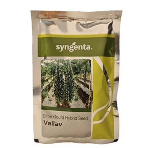 Semillas de Melón Amargo Híbrido Syngenta Vallav (250 Semillas) para Invernaderos Agrícolas - Product Image 1