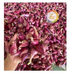 กระเทียมแดงอบแห้งพรีเมียมจากเวียดนาม คุณภาพสูง ส่วนผสมจากธรรมชาติ สำหรับการแปรรูปอาหารและตลาดส่งออก - Product Image 4