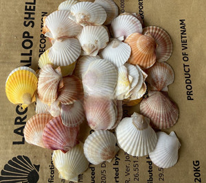 High Quality Craft Seashell Dried Scallop <strong>Shell</strong> in Low Price From Vietnam Tracy - Product Image 4