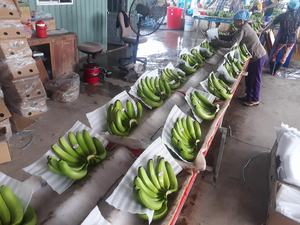 Banane Cavendish de haute qualité Meilleur prix pour l'exportation Bananes fraîches en vente - Product Image 5