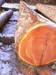 Douglas Fir <b>Logs</b> Pseudotsuga Menziesii <b>Logs</b> Premium Douglas Fir <b>Logs</b> - Product Image 5