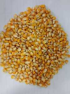 Ngô vàng-(thức ăn chăn nuôi) - Product Image 4