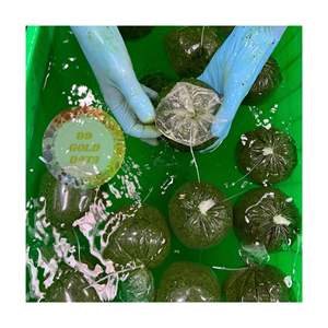 NOUVEAU PRODUIT MEILLEUR PRIX FEUILLES DE MANISAVA CONCRYÉES ORIGINE DU VIETNAM/FEUILLES DE MANIÈRE CONGELÉES/VIETNAM ORIGIN MEILLEURE CULTURE 2025 - Product Image 3