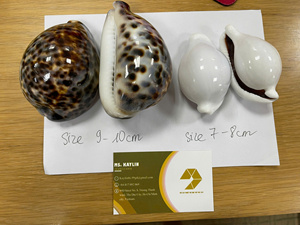 Meilleure vente Diverses couleurs Coquillages tigre blanc Coquillages cauri naturels Coquillages océaniques pour l'exportation à prix compétitif - Product Image 2