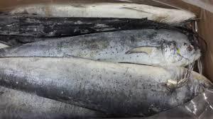 Frozen Whole Mahi-Mahi <b>fish</b> Size 1000gr Up High Quality Best Wholesale Price In Belgium. - Product Image 3